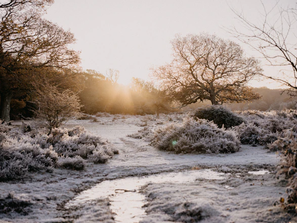 A serene winter garden landscape with soft morning light over frost-covered plants.