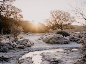 A serene winter garden landscape with frost-covered plants under soft morning light.