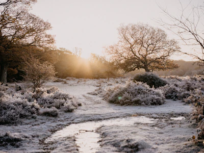 A serene winter garden landscape with frosted trees and soft morning light.