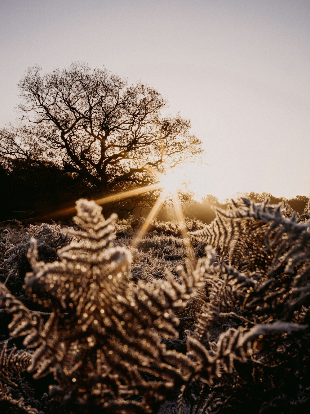 the sun shines through the frosted branches of a tree