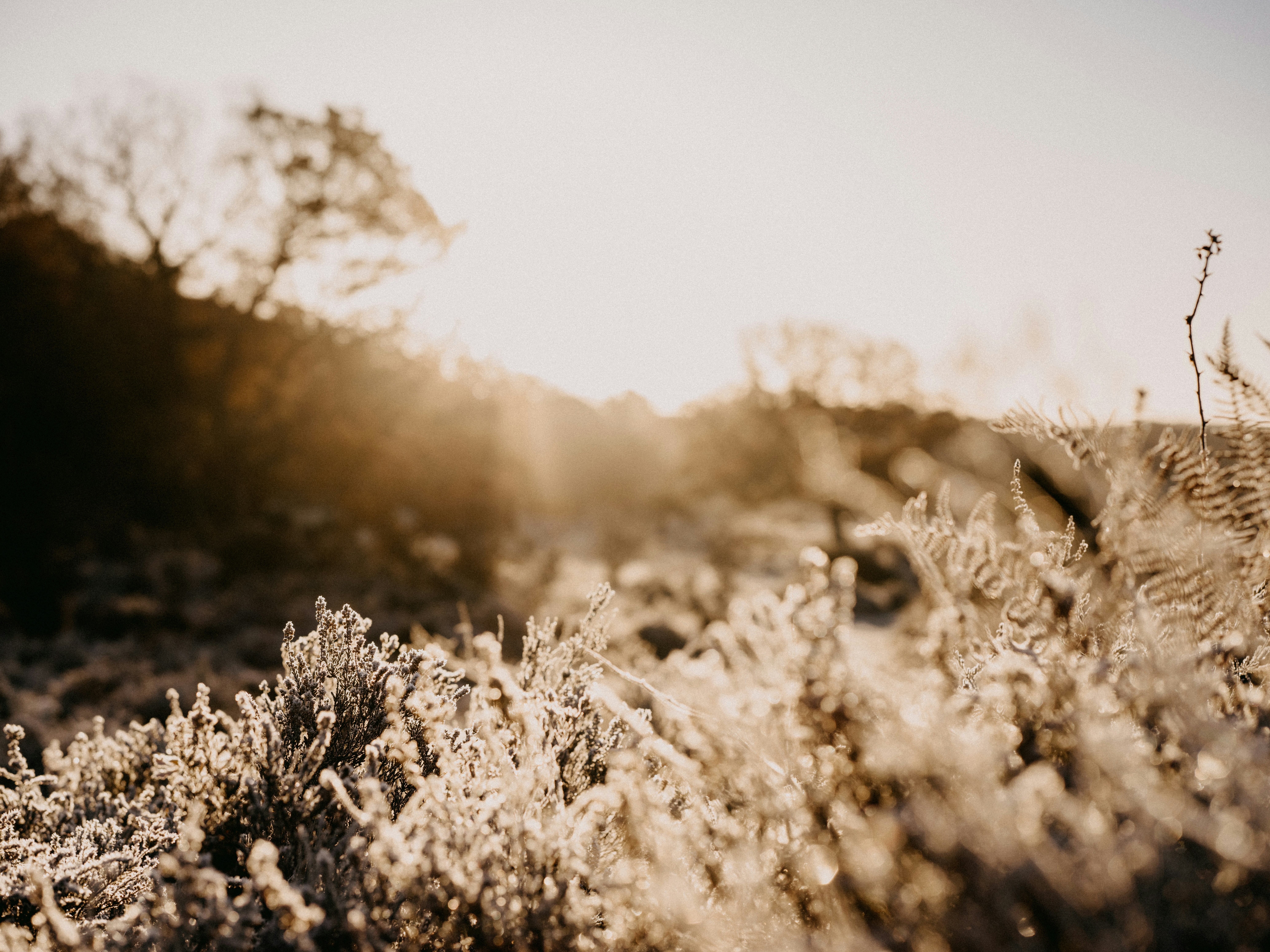 Photo by anniespratt