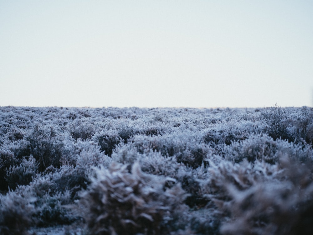 a field covered in lots of frost next to a forest