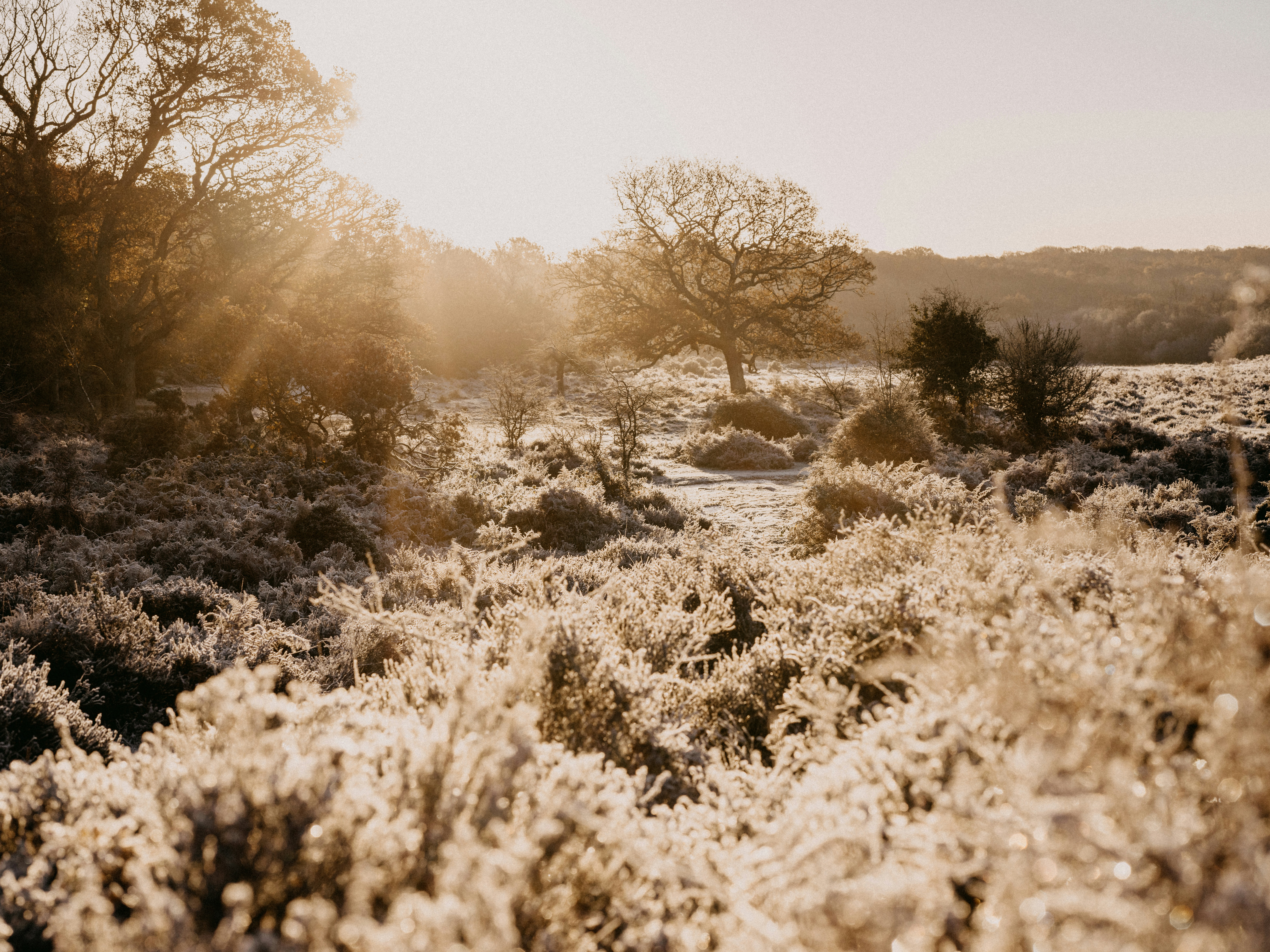 Photo by anniespratt