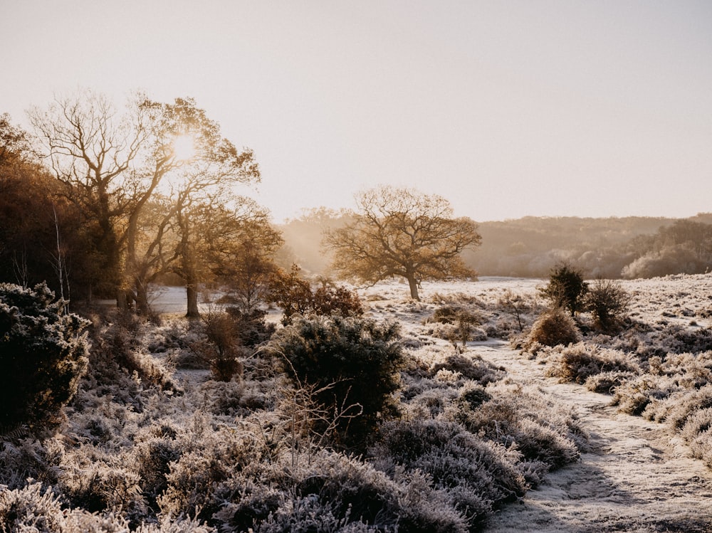 a frosty field with trees and bushes