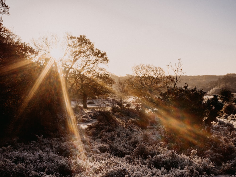 the sun shines brightly through the trees and bushes