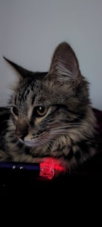 A close-up of a fluffy tabby cat with sharp, attentive eyes, resting quietly beside a small object emitting a red light.