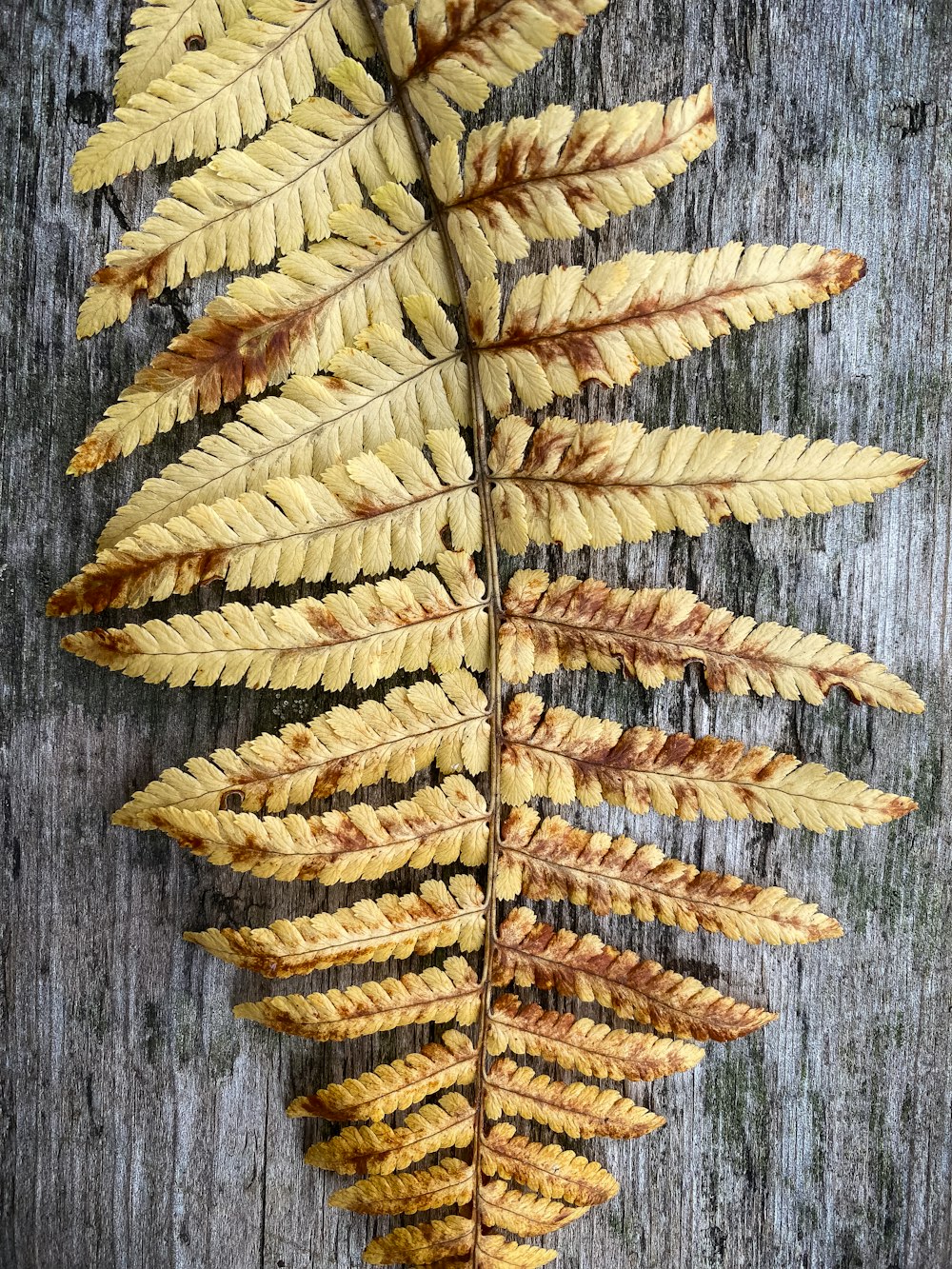 a close up of a plant on a wooden surface