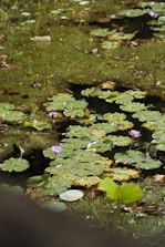 A serene garden pond with lily pads and gentle ripples under sunlight.