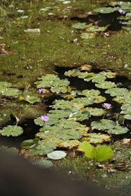 A serene garden pond with lily pads and gentle ripples under sunlight.