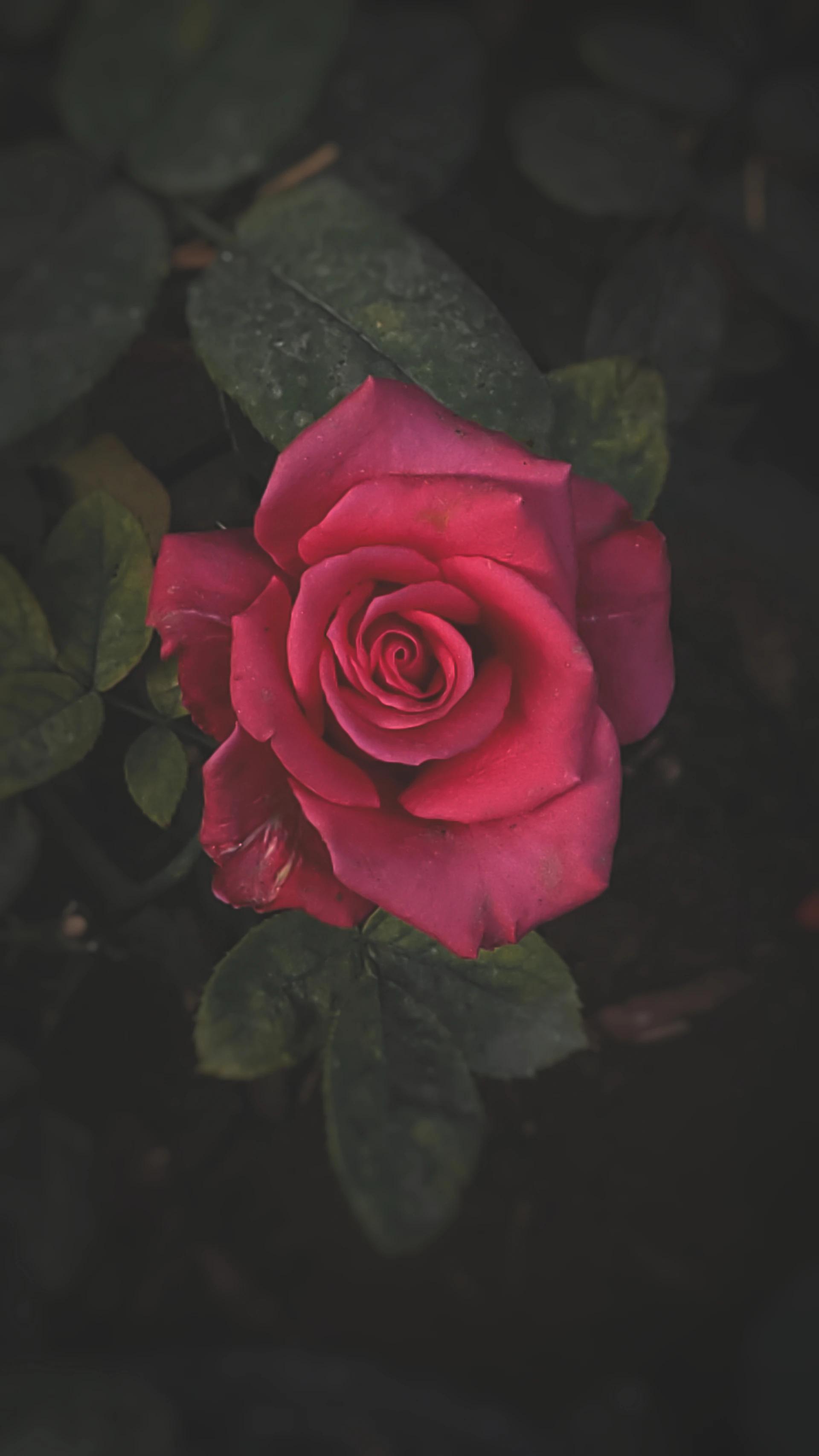 a pink rose with green leaves on a dark background