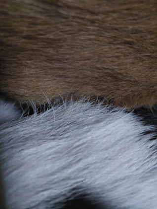 Two distinct layers of animal fur, one with a brownish hue and the other with a mix of white and gray strands. The texture of the fur is soft, with visible strands in detail, showcasing the differing colors and thicknesses.