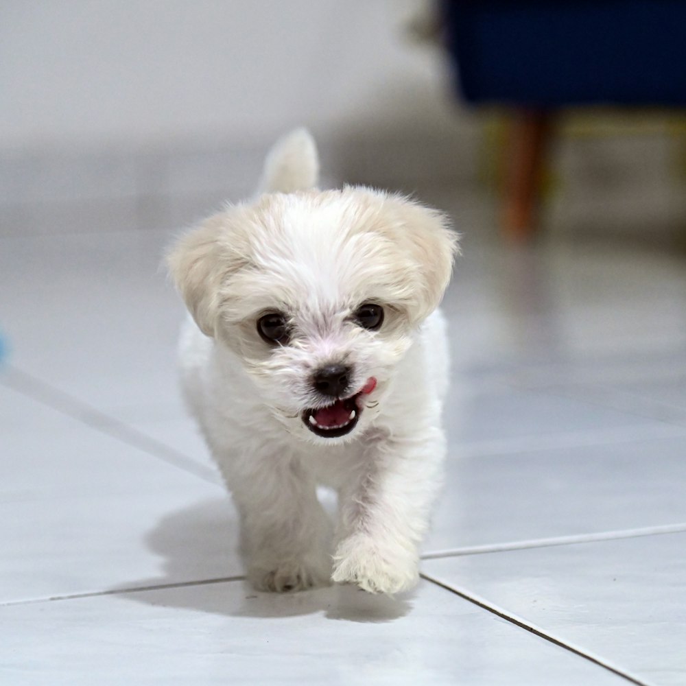 a small white dog running across a tile floor