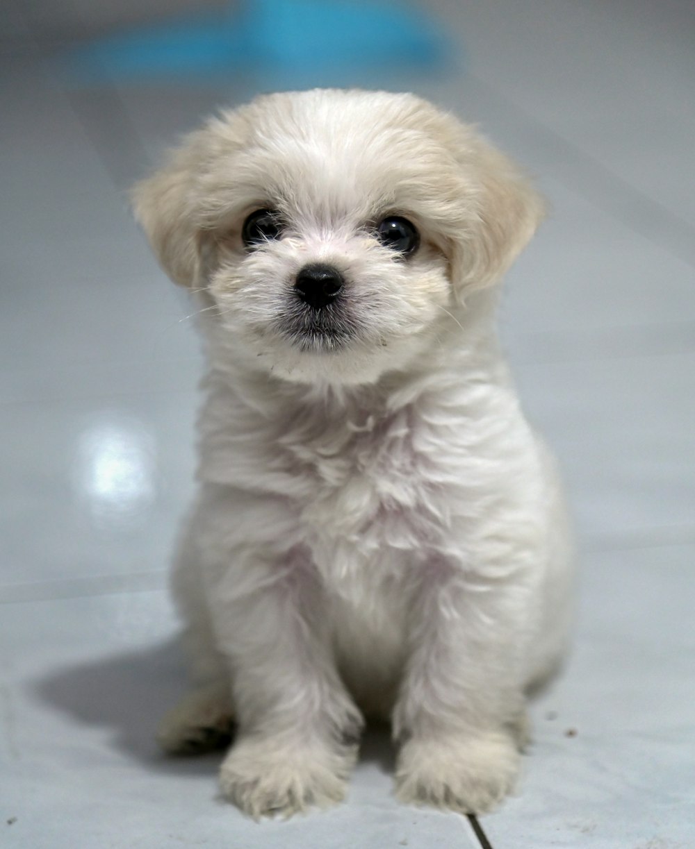 a small white dog sitting on top of a tile floor