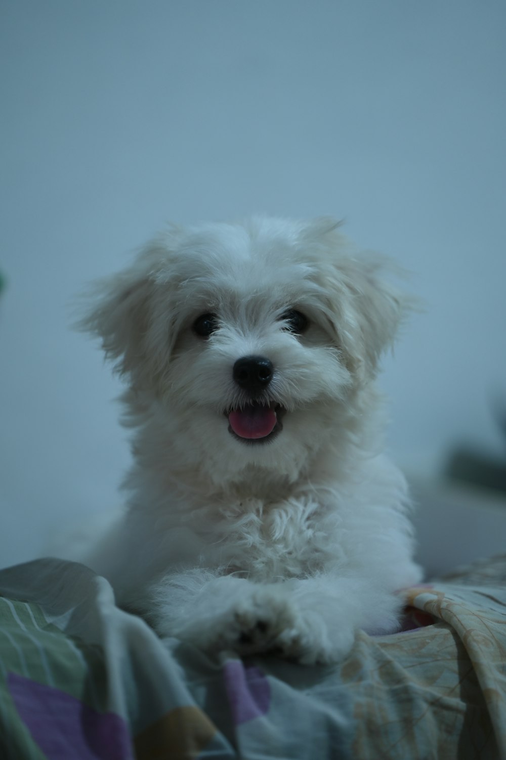 a small white dog sitting on top of a bed