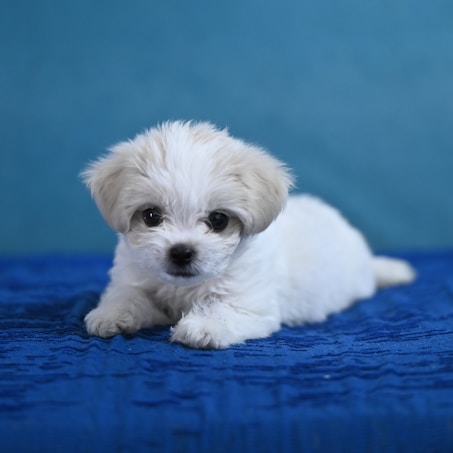 A small, fluffy white puppy with soft fur lies on a blue textured surface. Its large dark eyes and black nose stand out against its light-colored coat. The background consists of a solid blue color, providing a gentle contrast against the puppy.