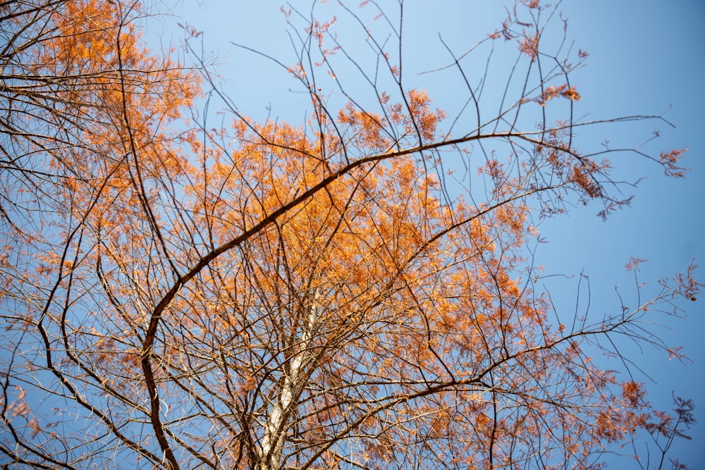 the branches of a tree with orange leaves against a blue sky