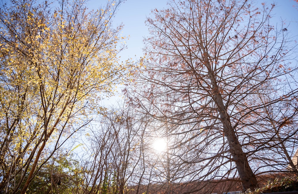 the sun shines through the branches of trees