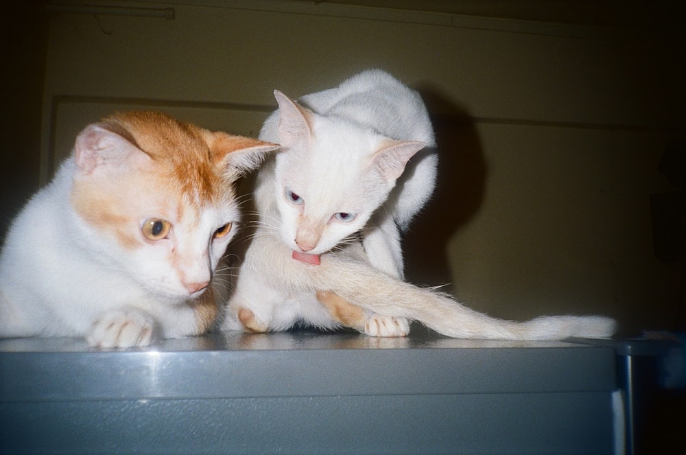 two cats playing with each other on a table