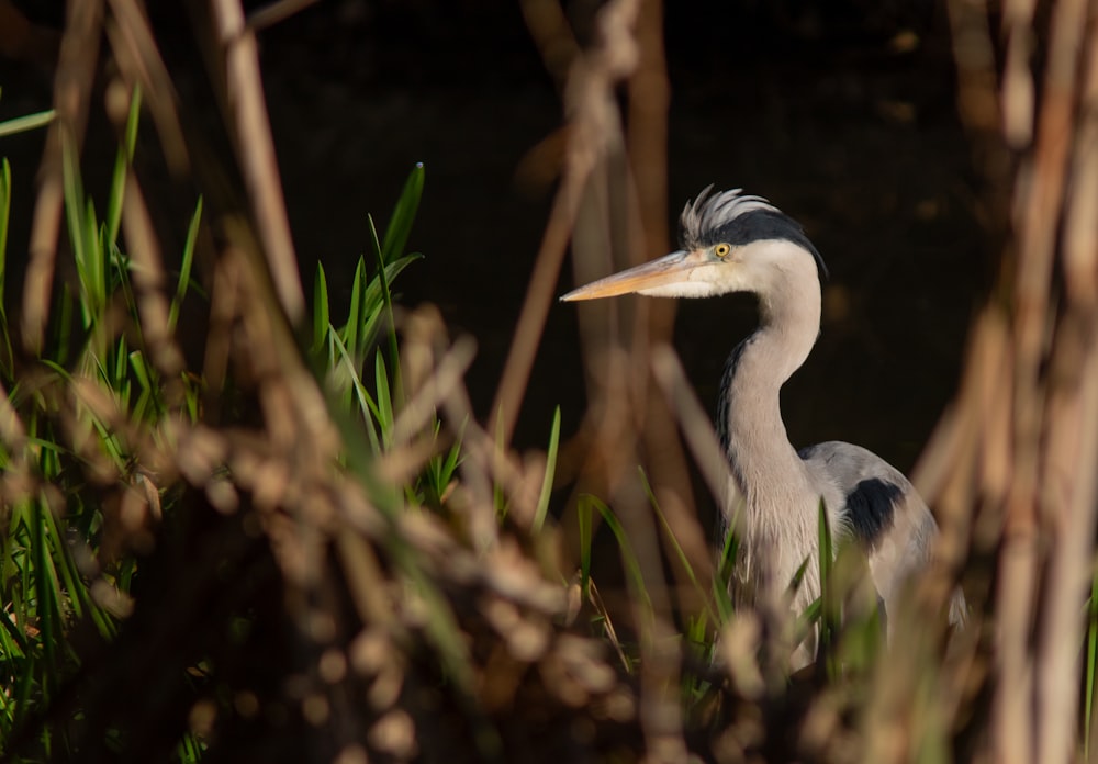 a close up of a bird in the grass