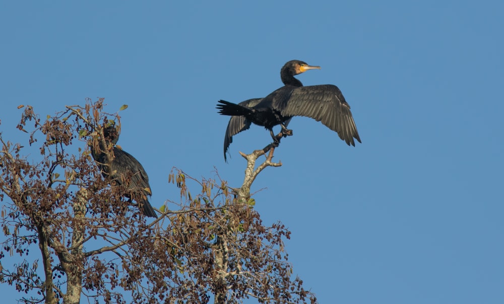 a large bird sitting on top of a tree branch