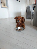 A happy dog enjoying a nutritious meal in a cozy home setting.