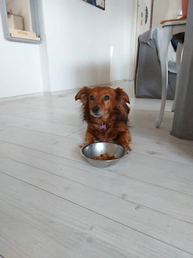 A happy dog eating from a bowl filled with nutritious pet food in a cozy home setting.