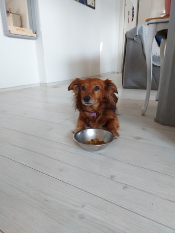 A small brown dog with long fur sits on a light wooden floor next to a metal bowl partially filled with dog food. The setting appears to be a cozy home interior with white walls, a gray couch, and a table visible in the background.