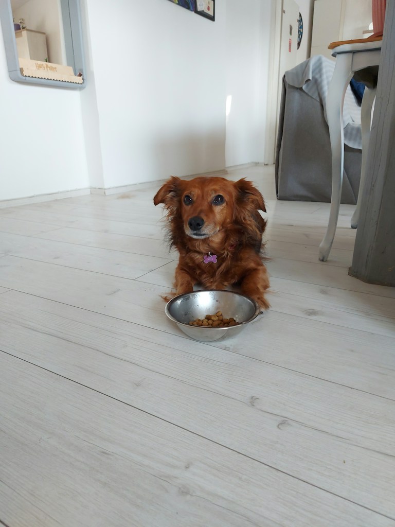 Everyday Ceramic Bowl