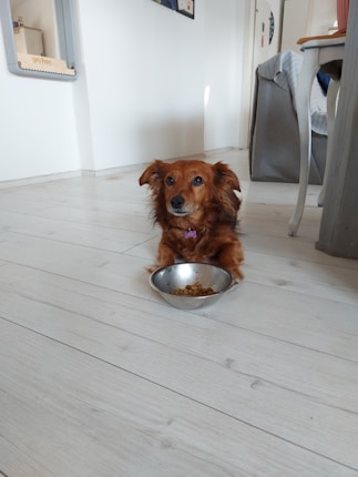 A small brown dog with long fur sits on a light wooden floor next to a metal bowl partially filled with dog food. The setting appears to be a cozy home interior with white walls, a gray couch, and a table visible in the background.