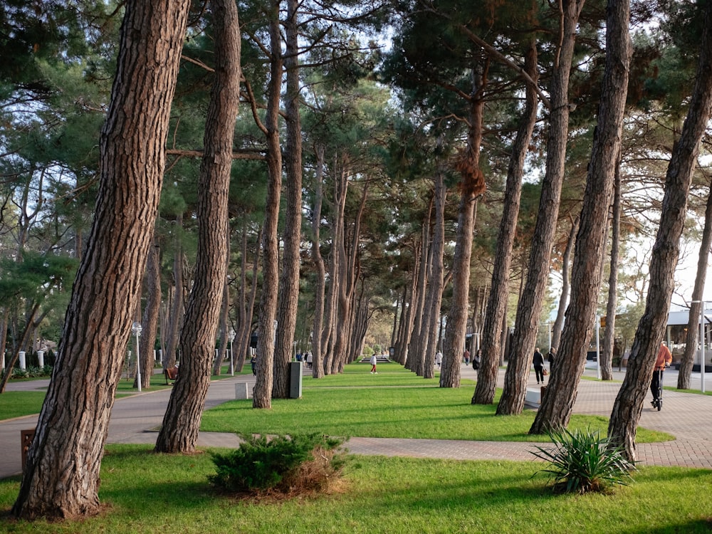 a park filled with lots of trees next to a sidewalk