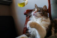 A fluffy cat sporting a seasonal accessory, perched on a rustic wooden chair.