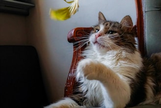 A fluffy cat gently pawing at the pastel pink scratch deterrent on a cozy windowsill.