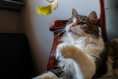A British Shorthair perched elegantly on a wooden chair in a warm-lit room.