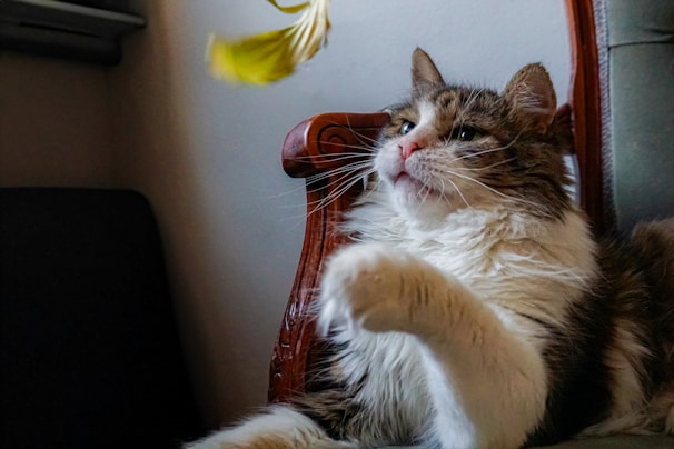A fluffy cat gently pawing at the pastel pink scratch deterrent on a cozy windowsill.