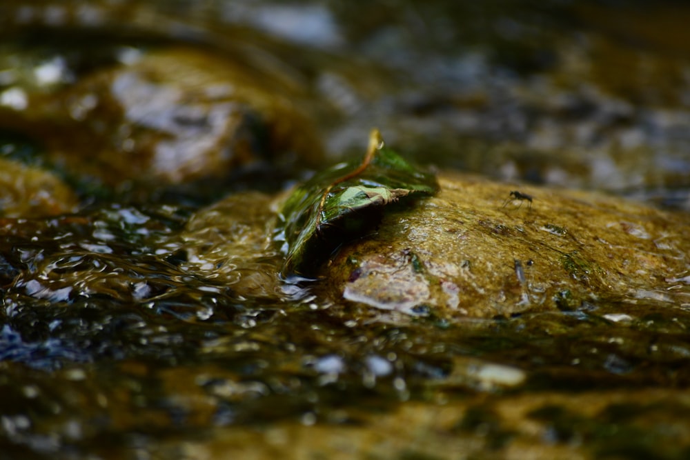 a close up of a leaf on a rock