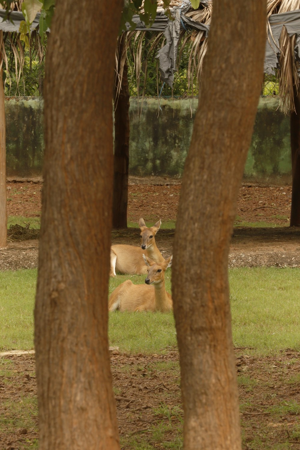 a deer laying in the grass under some trees