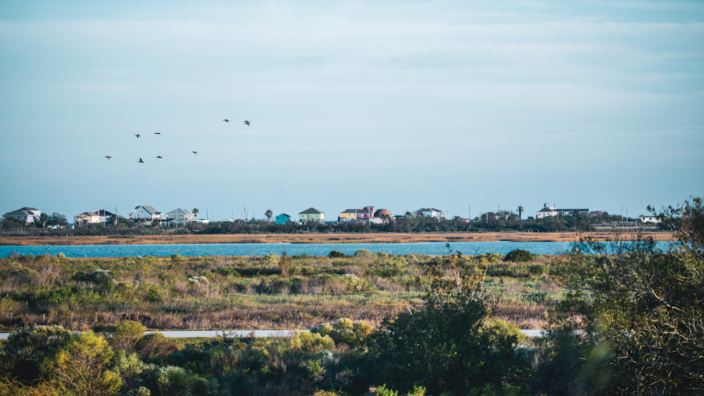 a flock of birds flying over a body of water