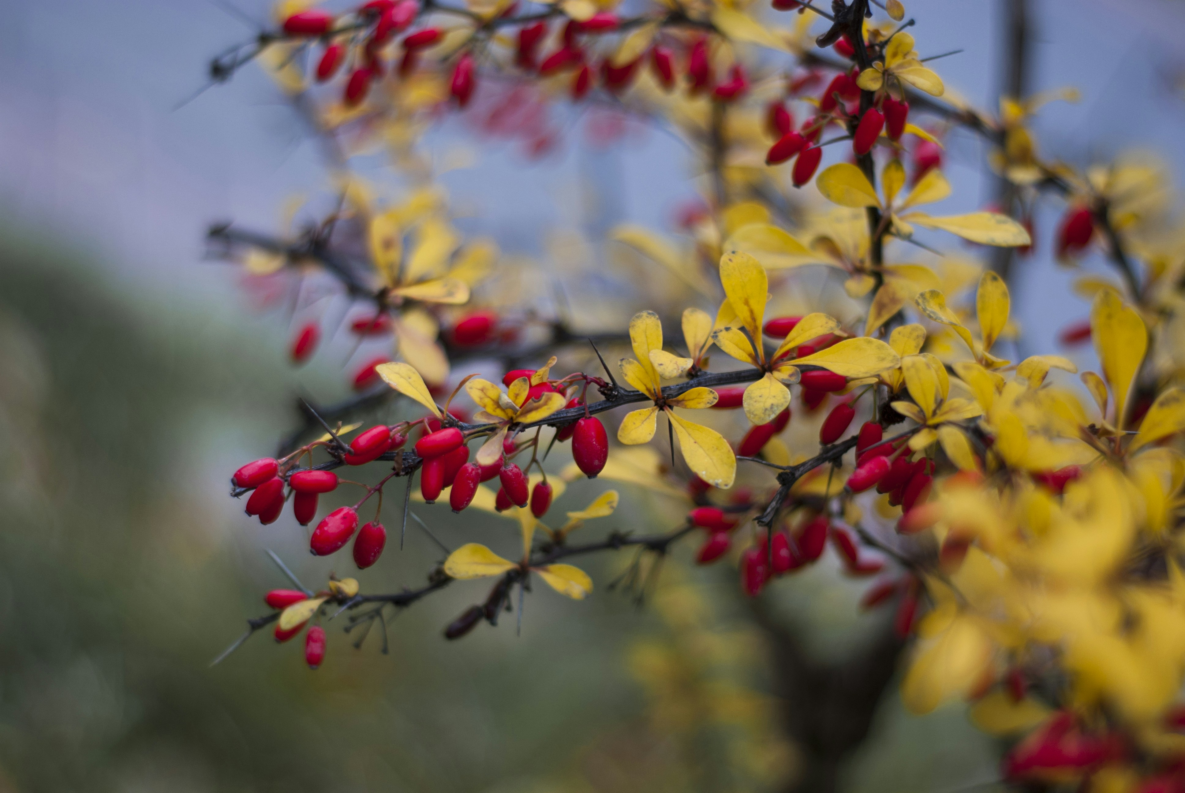 Photo by kovalskihelga