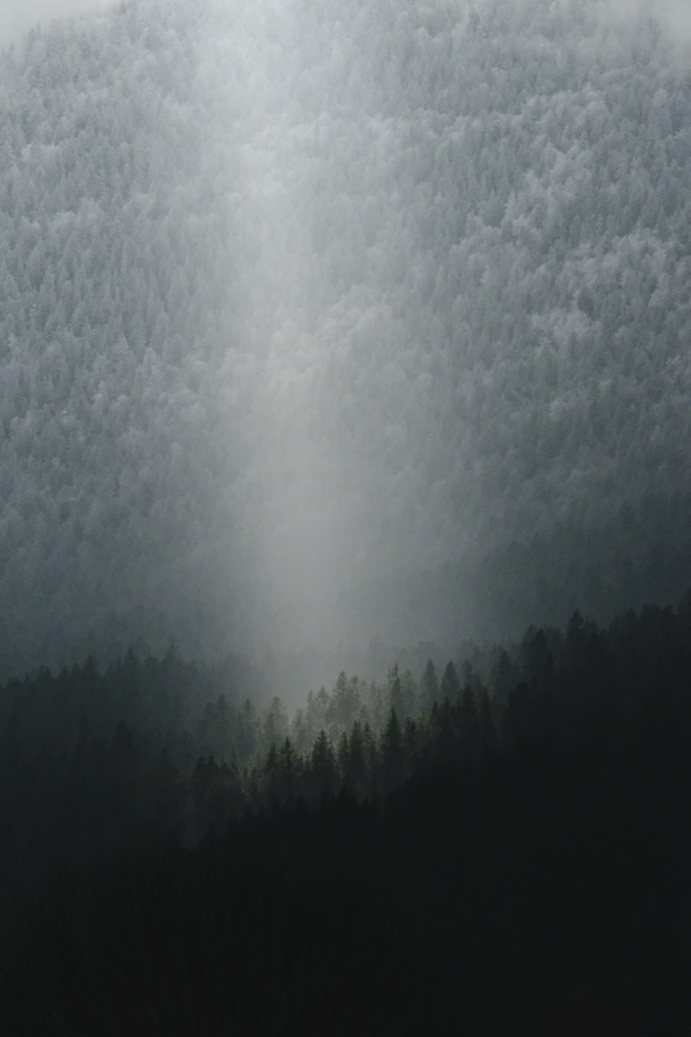 a foggy mountain with a forest in the foreground