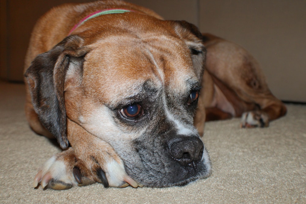 a close up of a dog laying on the floor