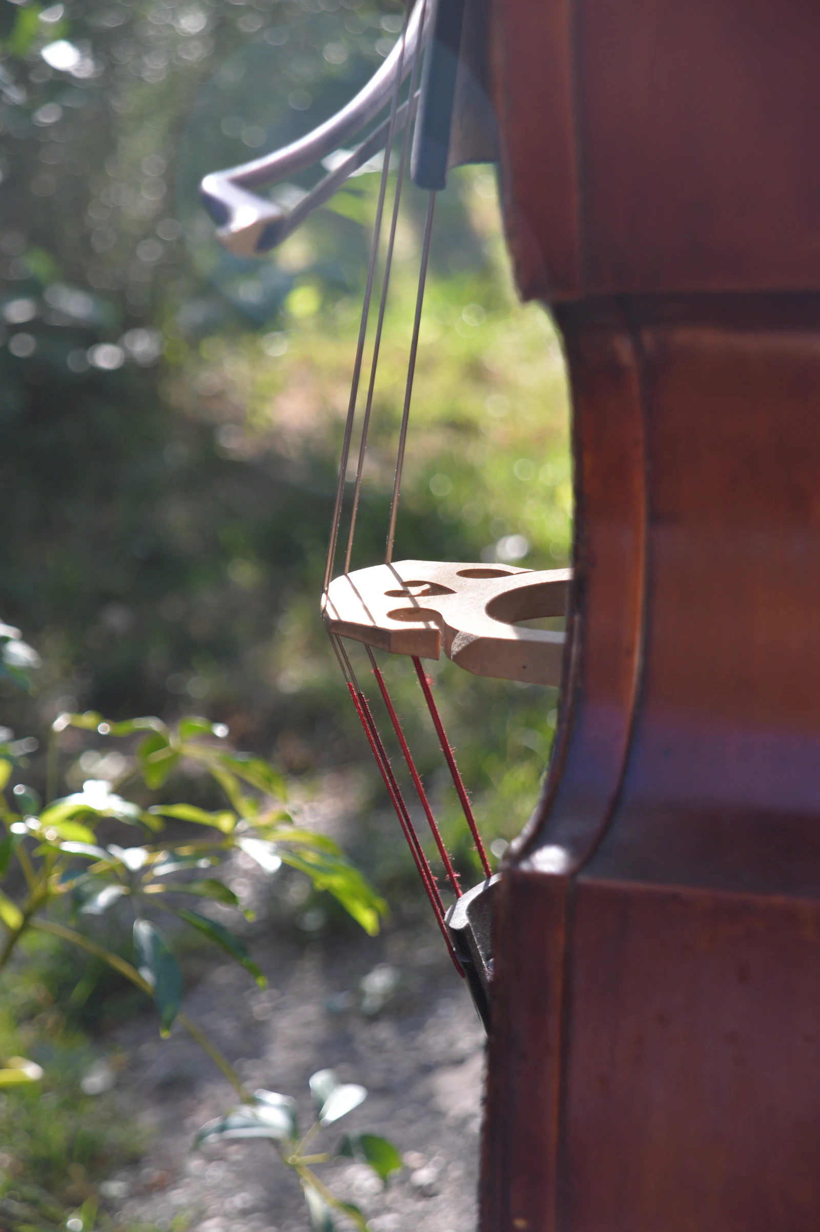 Close-up of the strings of a large bowed string instrument, a real free-to-use photo with no people in the frame. The photographer lists it under cello and double bass. It was chosen because Pedro Pascal's character in Behemoth! is a cellist. It is not a still from the film and it does not show anyone from the cast