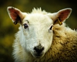 A close-up of a sheep with a fluffy white coat, looking directly at the camera. Its ears are adorned with yellow tags, and there is fine detail visible in its wool and facial features. The background is a soft blur of green and brown tones.