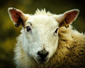 A close-up of a sheep with a fluffy white coat, looking directly at the camera. Its ears are adorned with yellow tags, and there is fine detail visible in its wool and facial features. The background is a soft blur of green and brown tones.