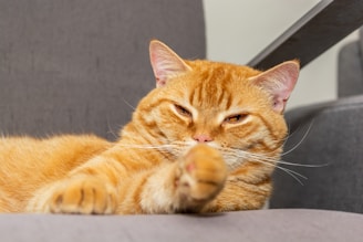 a close up of a cat laying on a couch