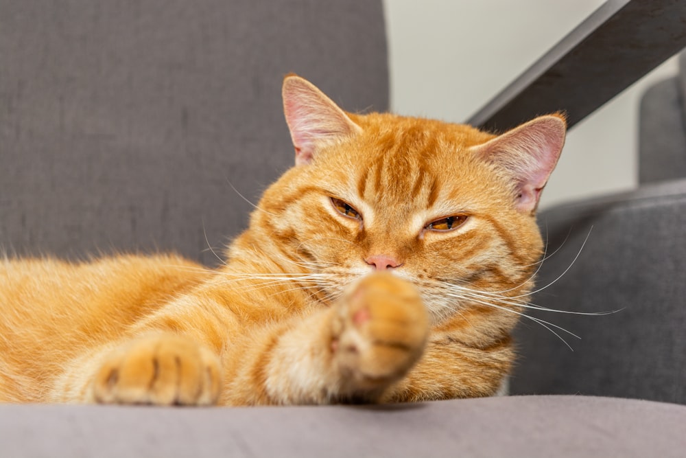 a close up of a cat laying on a couch