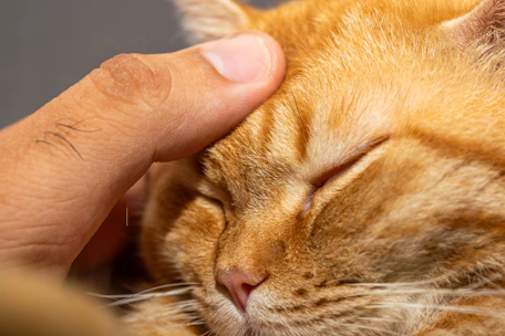 A caring vet comforting a relaxed cat on an examination table.
