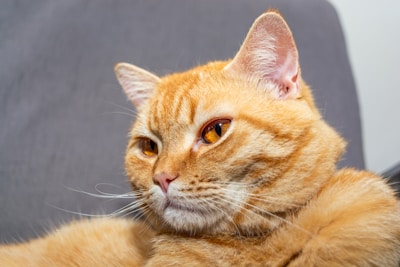 Close-up of a clean, well-groomed cat resting comfortably on a soft surface.