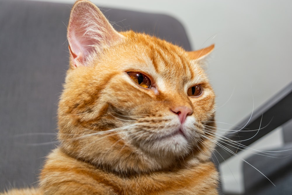 a close up of a cat sitting on a chair