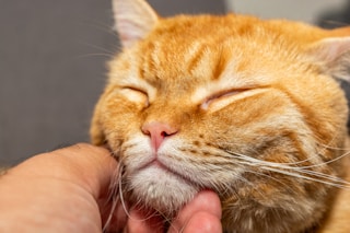 an orange cat sleeping with its eyes closed