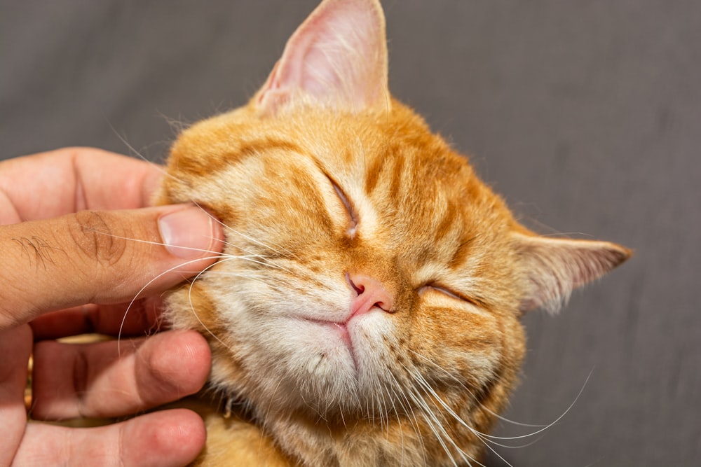 a person petting an orange cat with its eyes closed